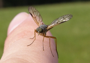 Číhalka srpicová patří mezi časté přirozené nepřátele mnoha škůdců.